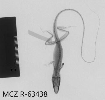 Media type: image;   Herpetology R-63438 Aspect: dorsoventral x-ray